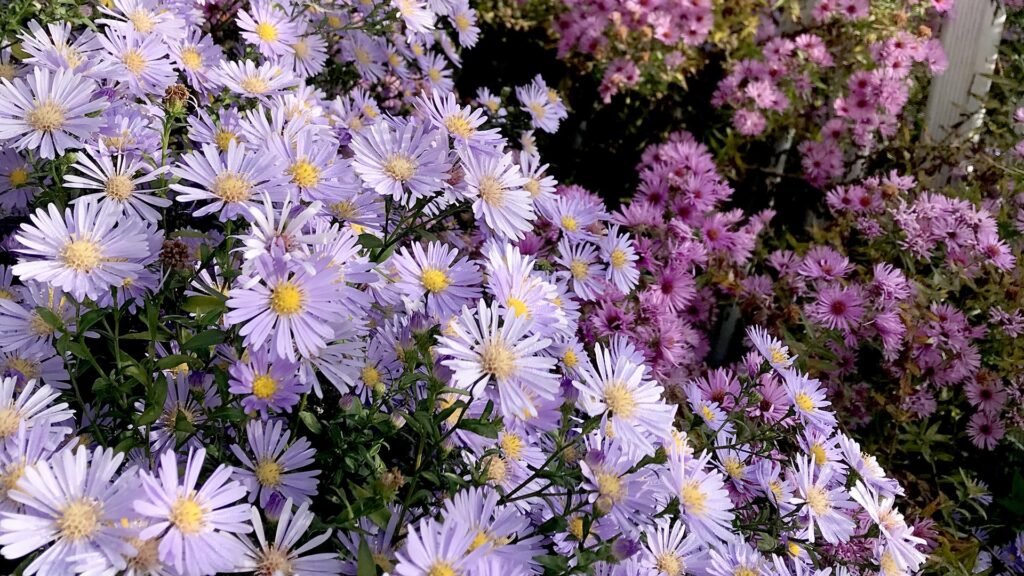 gartenarbeiten im herbst